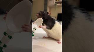 Как же он вырос #крысы #rat #декоративныекрысы #animal #домашниекрысы