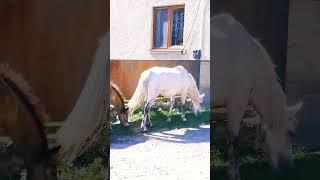 Gypsy horses came to my house Gypsy life №6 #shorts #gipsy #gipsylife