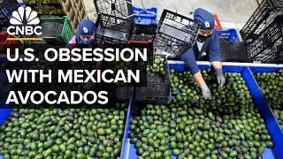 Why Mexico Beats The U.S. In Avocado Production