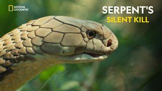 Serpent's Silent Kill | World's Deadliest Snakes | हिंदी | Full Episode | S1 - E1 | Nat Geo