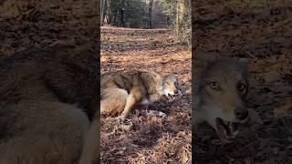 Take me down that trapline! #coyotes #trapping #predator  #georgiawild