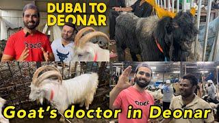 Dubai to Deonar Bakra Mandi 2025  | Number of goat doctor  Shezaan Shaikh