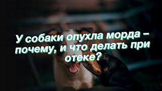 У собаки опухла морда – почему, и что делать при отеке?