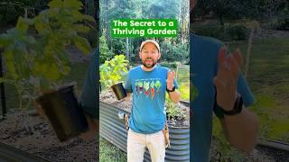 Secret to a Thriving Garden #shorts #companionplanting #growyourownfood #gardening ​⁠@seedsnsuch