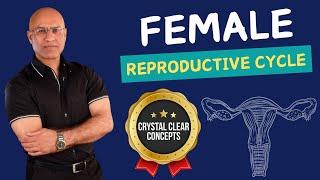 Female Reproductive Cycle | Menstrual Cycle | Hormones