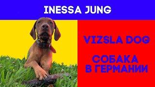 Vizsla dog. Vizsla puppy. Венгерская выжла. Собака в Германии. Ungarische Vizsla. Охотничья собака.