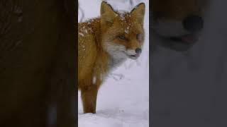 Animals and snowfall: white-tailed eagle wolf fox.. | Film Studio Aves