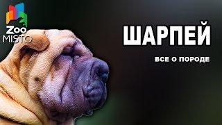 Шарпей - Все о породе собаки | Собака породы Шарпей