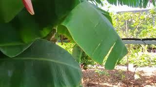 Phoenix grown banana with FIVE racks of fruit simultaneously!!!