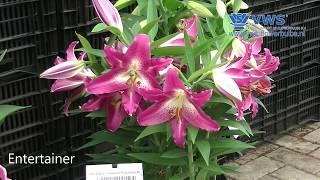 Pot lily special - VWS Flowerbulbs