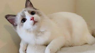 Get to know Lady from Pearl's Ragdolls
