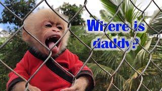 Monkey Bon went to look for Dad and forgot to come home, causing Dad to go looking