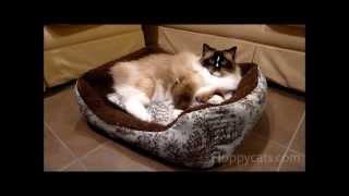 Ragdoll Cat in the AlphaPooch Cuddler Bolster Cat Bed - ねこ - ラグドール -- Floppycats