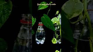 grow money plant in water #shorts #moneyplant #dhvanisgarden