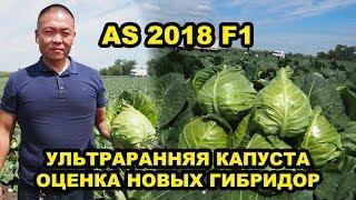 Выращивание овощей. Капуста AS 2018 F1. Ультраранняя капуста