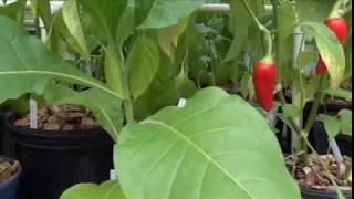 ⟹ Tobacco | Nicotiana | Growning tobacco in the greenhouse