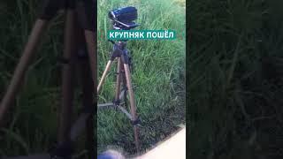 Монстр почти утащил удочку#shorts #рыбалка #fishing #щука #карась