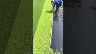 The process of collecting duckweed on water