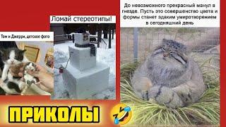 Манул может сделать квадратный снеговик! смотри смешные картинки мемы котики приколы  