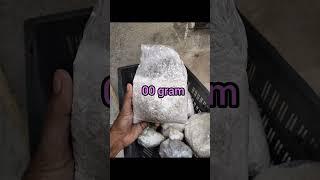 Good Quality Oyster Mushroom Spawn or Seed #mushroom #mushroomseed #spawn