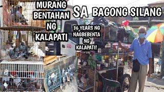 MURANG BENTAHAN NG KALAPATI SA BAGONG SILANG CALOOCAN PART 2