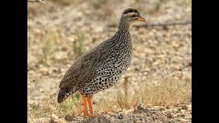 Old World Partridges and Quail, Spurfowl