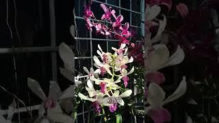 Dendrobiums @BroTjua Orchids Aviary