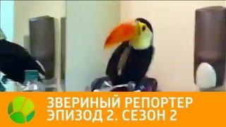 Звериный репортер. Эпизод 2. Сезон 2 | Живая Планета