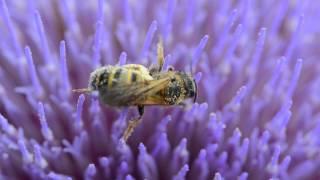 Halictus scabiosae