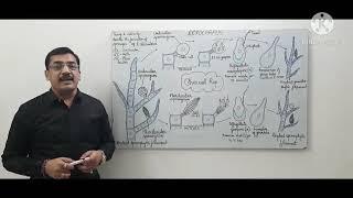 Ectocarpus-2- Asexual Reproduction