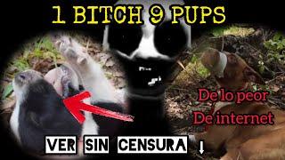 1 BITCH 9 PUPS los 10 METRAJES horribles de internet - que es , quien fue ? VER SIN CENSURA?! ⬇️