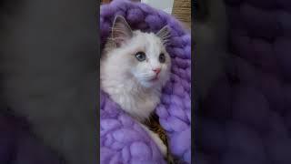 В питомнике есть свободные котята. kitten available,  .  cats  порода рэгдолл ragdoll PlushDollRu