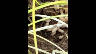 Ant nest exposed with larvae