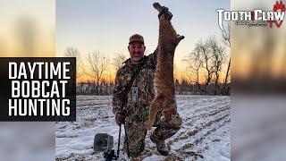 Daytime Bobcat Hunting