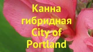 Канна гибридная Сини оф Портланд. Краткий обзор, описание характеристик canna City of Portland