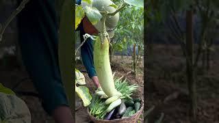 Harvest vegetables, eggplants and fruits from the garden
