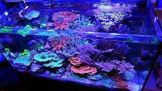 Evan's Jungle of Stony Corals