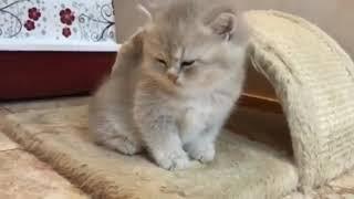 CUTE AND BEAUTIFUL KITTENS #1