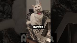 Meet Aurora, Ahsoka, and Aspen as Kittens