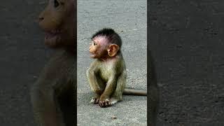 Poor orphaned baby monkey crying for food