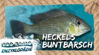 HECKELS BUNTBARSCH | FISCHENZYKLOPÄDIE | Zoo Zajac