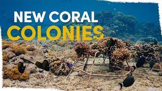 Baby corals are settling onto our reef structures | VLOG