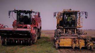 KAMPANIA BURACZANA 2017 TOP FARMS WIELKOPOLSKA