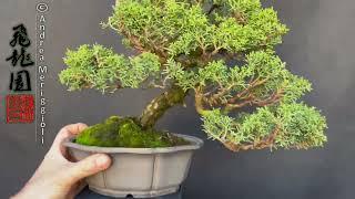 Juniperus kishu 24-270