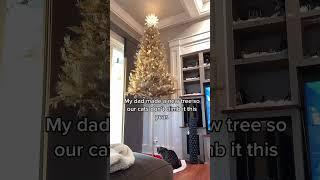 Protecting Christmas tree time #cat #kittylaughs #catvideos #funny #catfunny #funnyvideos #foryou