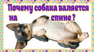 ПОЧЕМУ СОБАКА ВАЛЯЕТСЯ НА СПИНЕ ? / Why are dogs lying on their backs