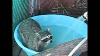 Cheerful raccoon. A funny video // Веселый енотик . Смешное видео