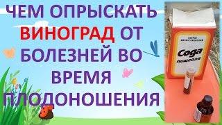 ОБРАБОТКА ВИНОГРАДА ОТ БОЛЕЗНЕЙ ВО ВРЕМЯ ПЛОДОНОШЕНИЯ ОТ ОИДИУМА, МИЛЬДЬЮ, АНТРАКНОЗА.