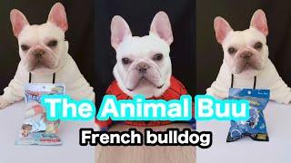 The Animal Buu Compilation | the most Fuuny collection166 #theanimalbuu #dogsofyoutube