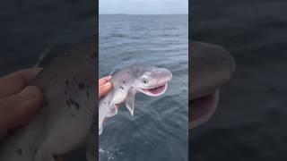 Man Made a Shark Friend 
